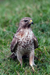 Red Shouldered Hawk on ground in grass.