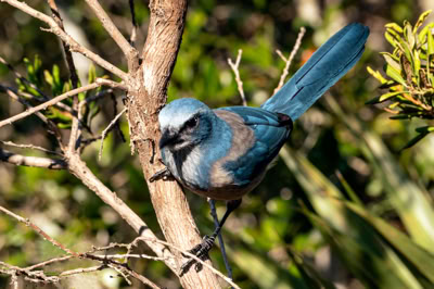 Currently classified as a threatened specie as only live in scrub lands.