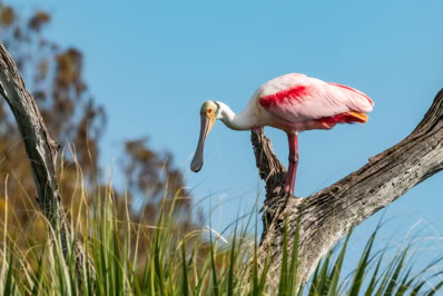 Roseate Spoonbill at Orlando Wetlands Park