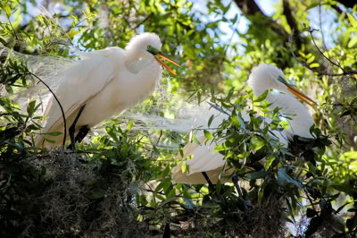 Egrets in nesting plumage