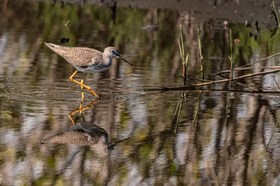 Greater Yellowlegs wading and searching for food