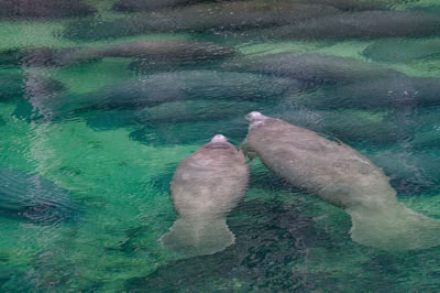 Manatee grouping together for warmth in Blue Springs State Park