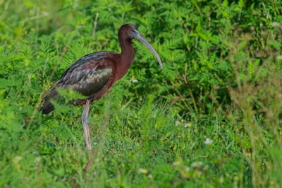 Glossy Ibis at Orlando Wetlands  Park