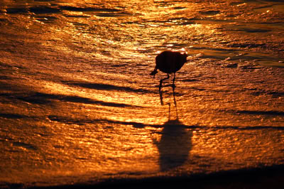 Bird searching food along the shoreline at sunrise 