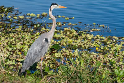 Great Blue Heron at Orlando Wetlands Park