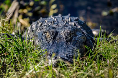 Aligator at Orlando Wetlands with no bariers between gator and people.
