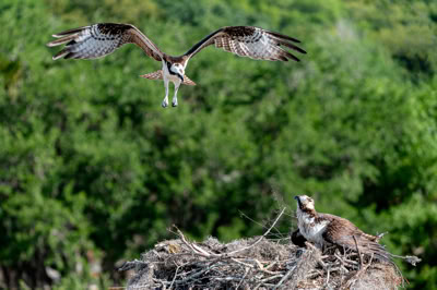 Osprey returning to nest