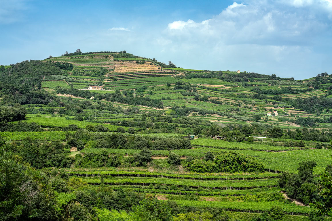 Home in the Vineyards