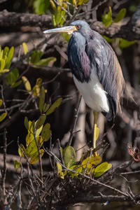 Tri-colored Heron at Orlando Wetlands Park